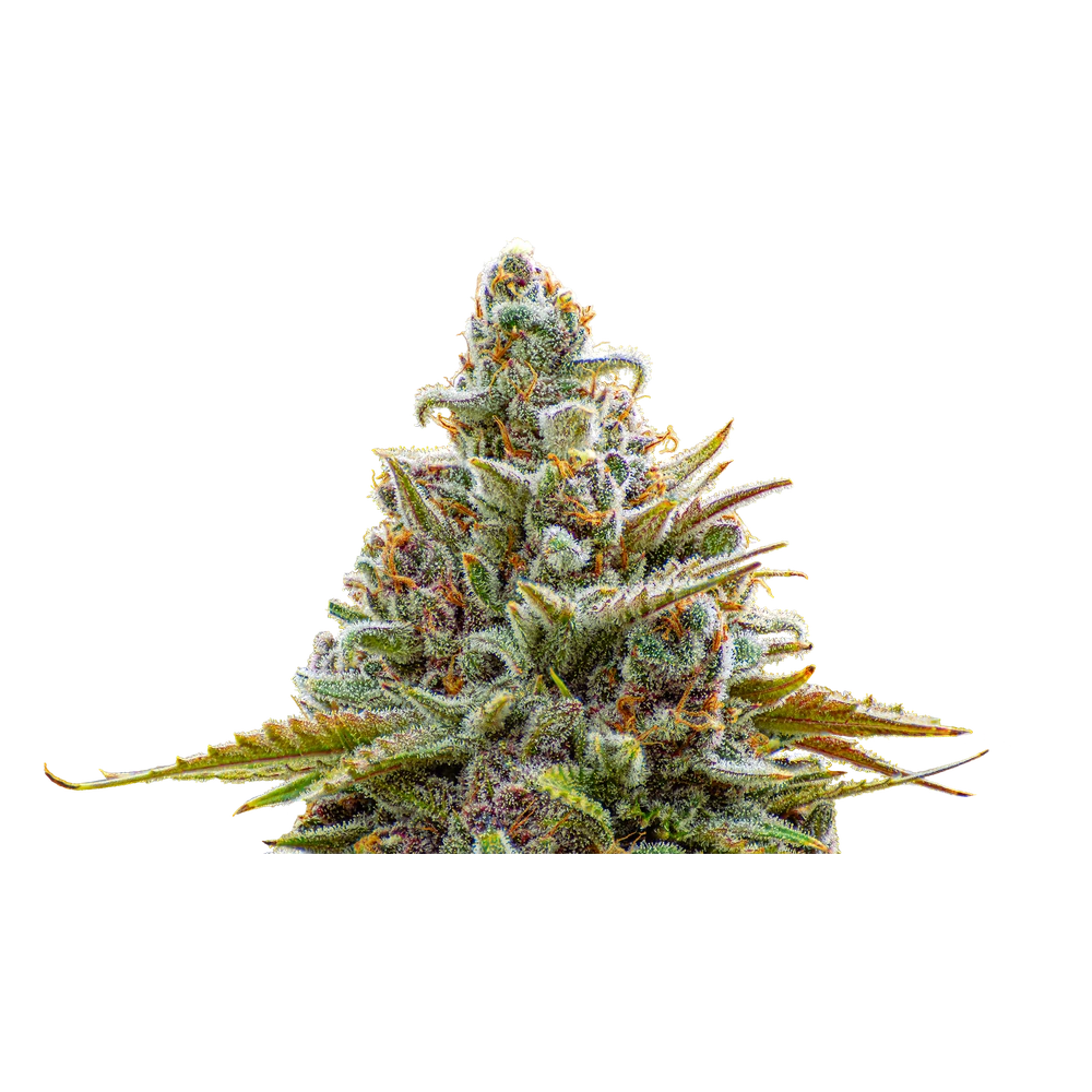 Close-up of a live Greenfields Black Lavender cannabis plant in Colorado cultivation.