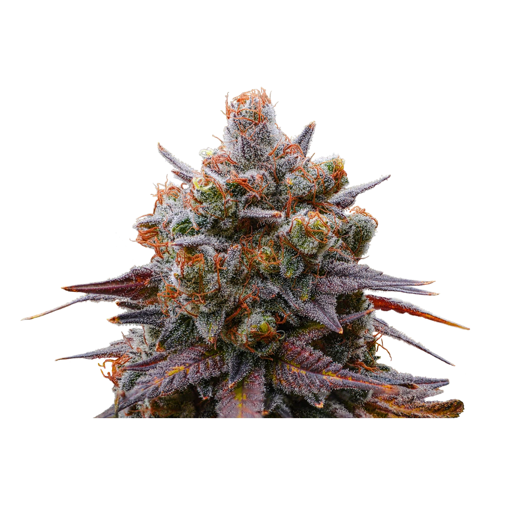 Close-up of a live Greenfields Blu Cement cannabis plant in Colorado cultivation.
