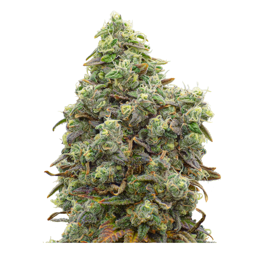 Close-up of a live Greenfields Blueberry Lemon Shake Up cannabis plant in Colorado cultivation.