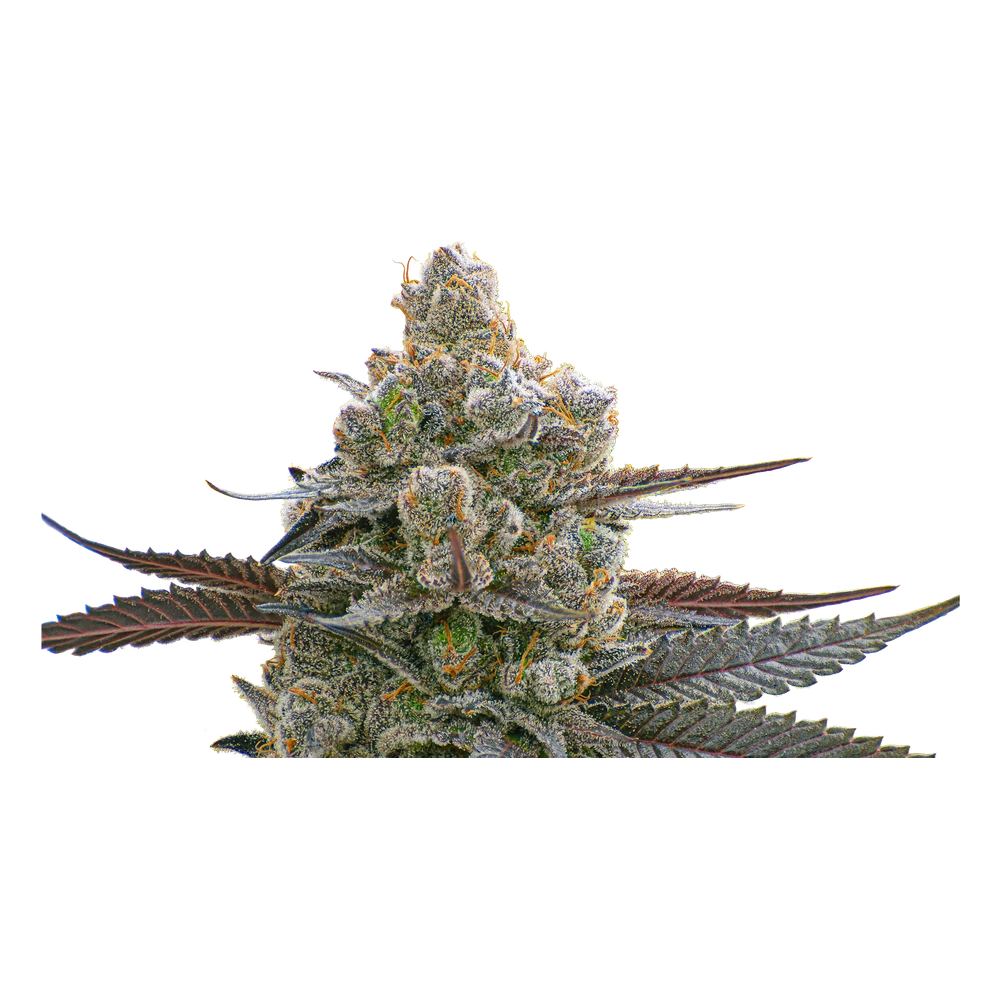 Close-up of a live Greenfields Body Count cannabis plant in Colorado cultivation.