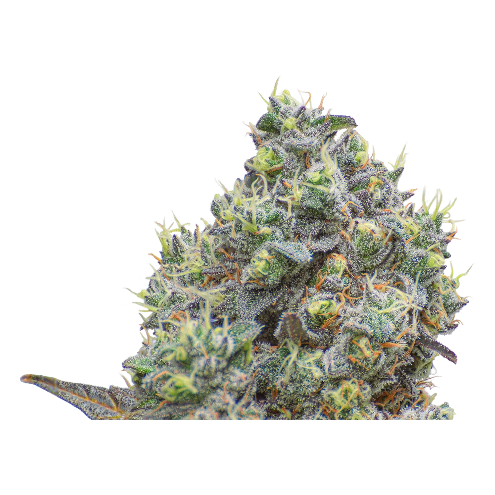 Close-up of a live Greenfields Boulder Backroads cannabis plant in Colorado cultivation.
