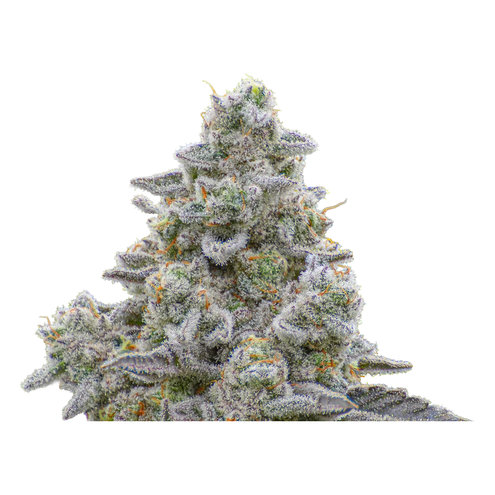 Close-up of a live Greenfields Cap Junky cannabis plant in Colorado cultivation.