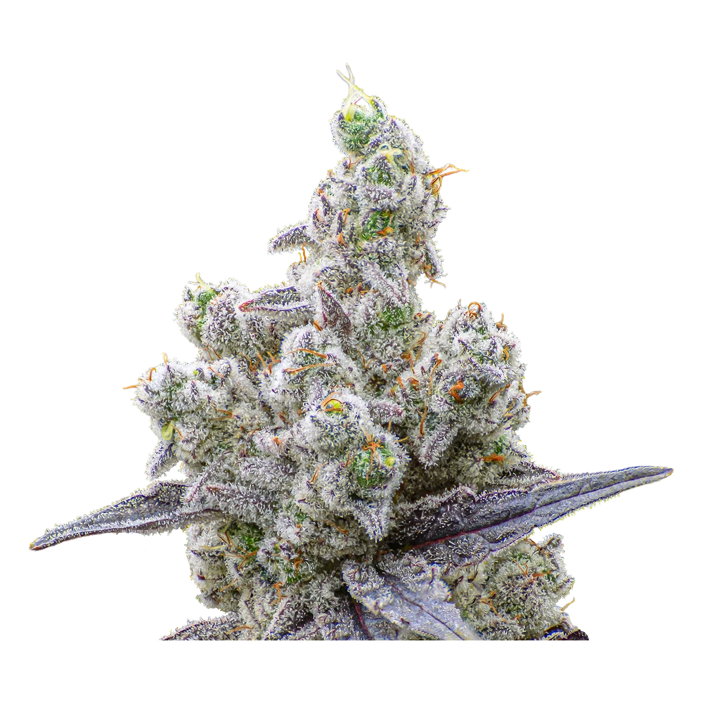 Close-up of a live Greenfields Cap's Frozen Lemons cannabis plant in Colorado cultivation.