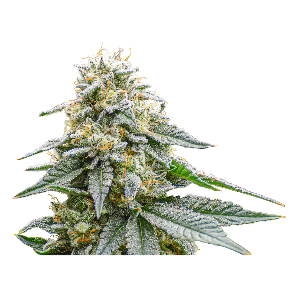 Close-up of a live Greenfields Carbon Fiber cannabis plant in Colorado cultivation.