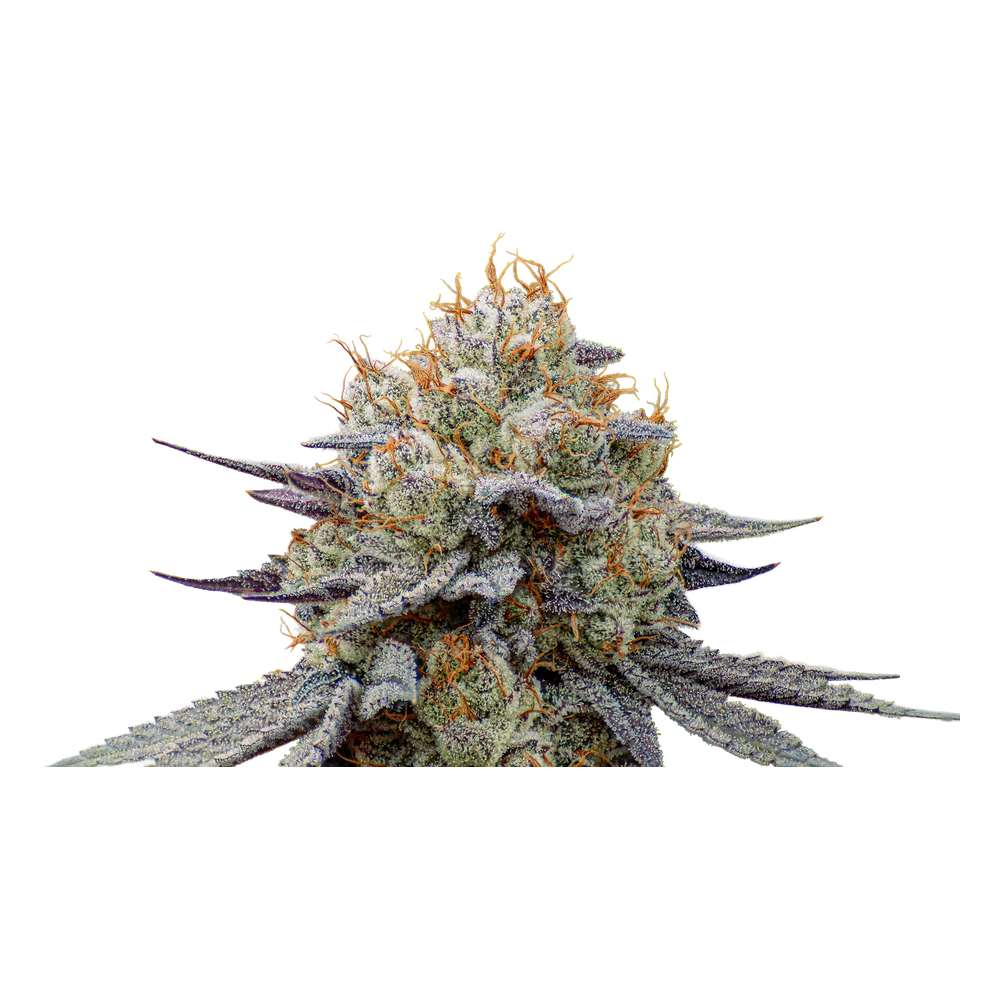 Close-up of a live Greenfields Chem Gas Bomb cannabis plant in Colorado cultivation.