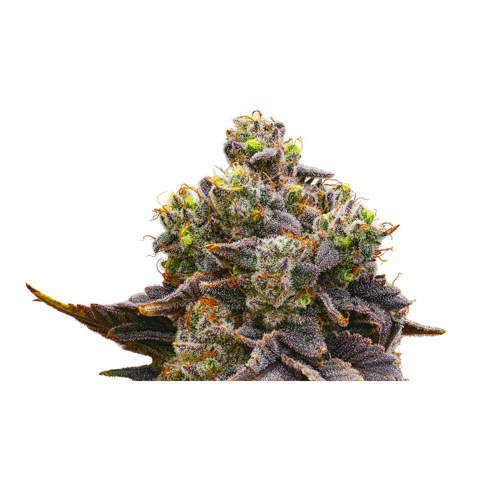 Close-up of a live Greenfields Chemdawg x Sour Diesel cannabis plant in Colorado cultivation.