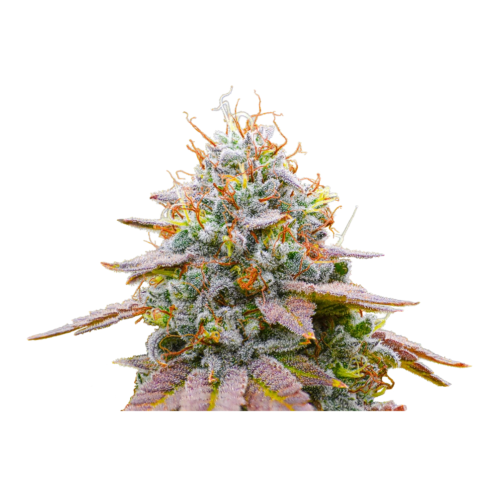 Close-up of a live Greenfields Dina Chem cannabis plant in Colorado cultivation.