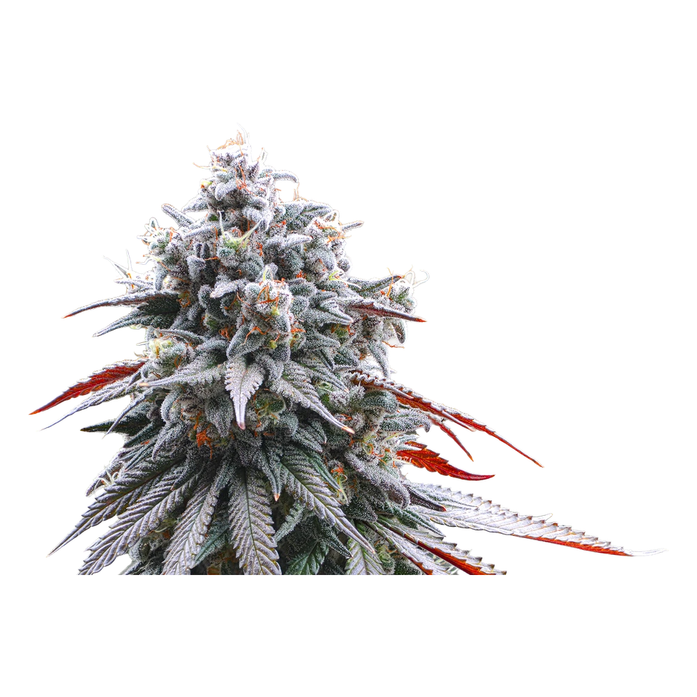 Close-up of a live Greenfields DK Stomper cannabis plant in Colorado cultivation.
