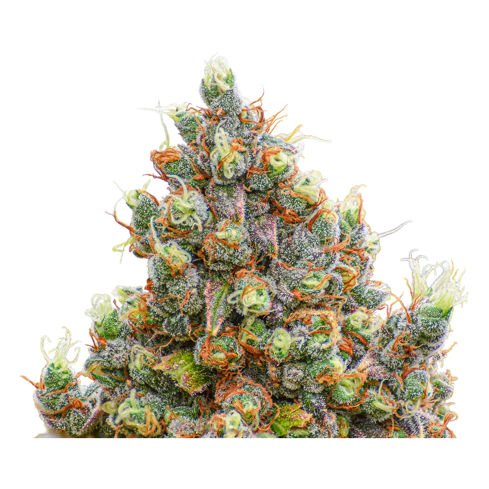 Close-up of a live Greenfields Double Sour Diesel Haze cannabis plant in Colorado cultivation.