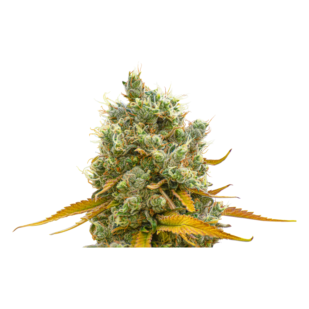 Close-up of a live Greenfields Durban Thai x Cindy 99 cannabis plant in Colorado cultivation.