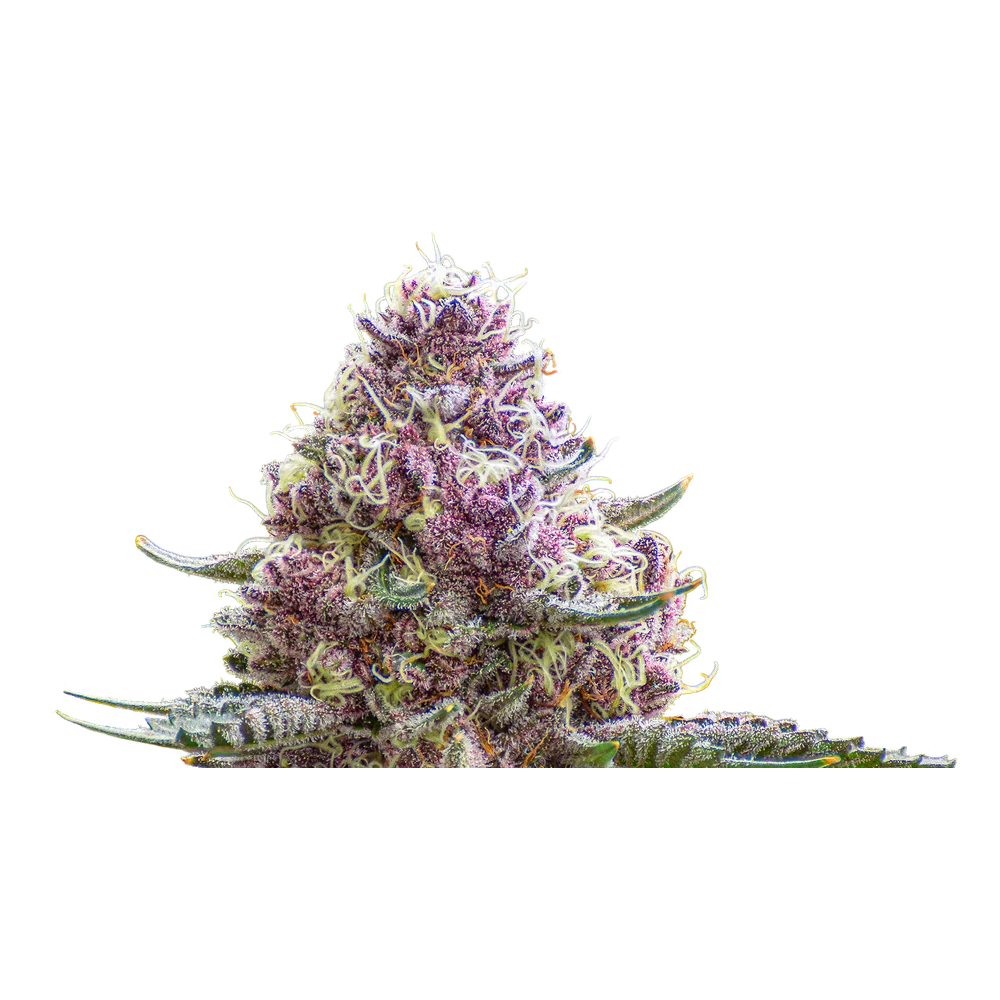Close-up of a live Greenfields Ego Checker cannabis plant in Colorado cultivation.