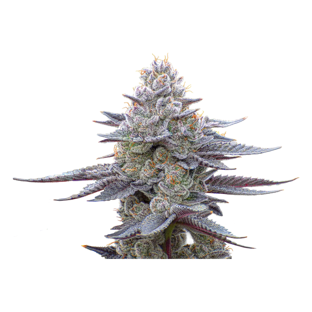 Close-up of a live Greenfields Electric Soup cannabis plant in Colorado cultivation.