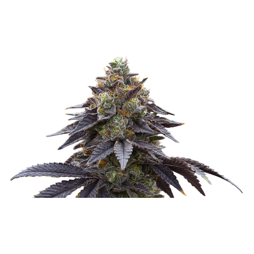 Close-up of a live Greenfields Flaming Hot Cheetoz cannabis plant in Colorado cultivation.