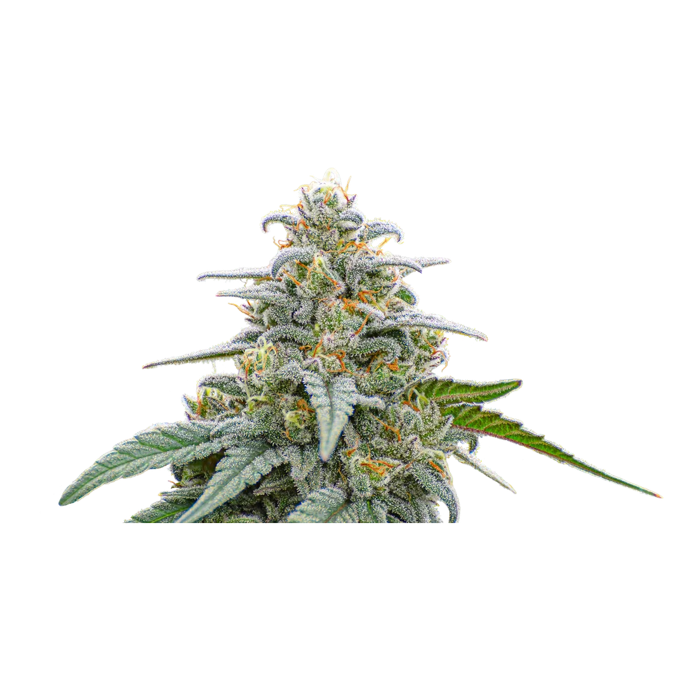 Close-up of a live Greenfields Flawless Lavender cannabis plant in Colorado cultivation.
