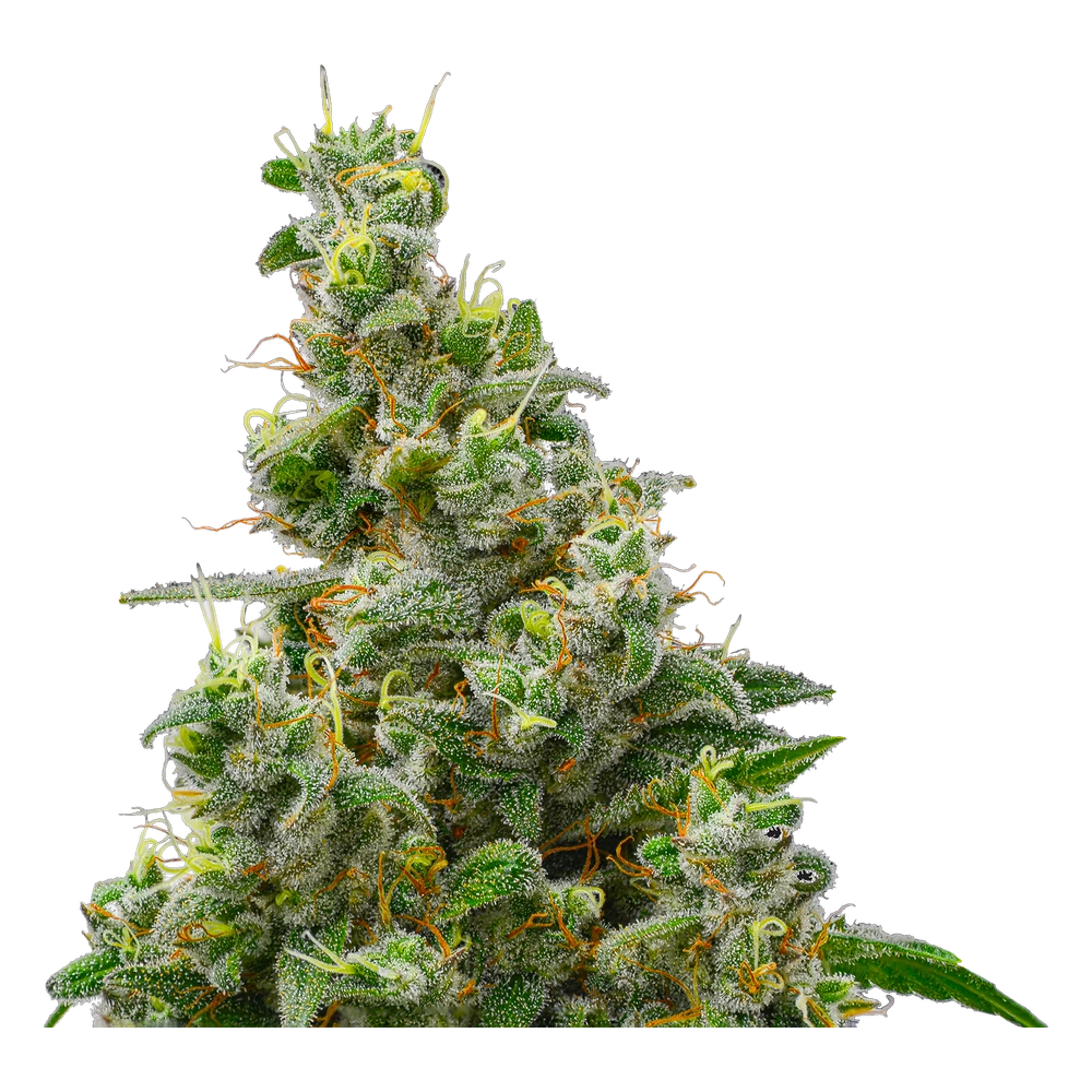 Close-up of a live Greenfields Fort Collins Fuel cannabis plant in Colorado cultivation.