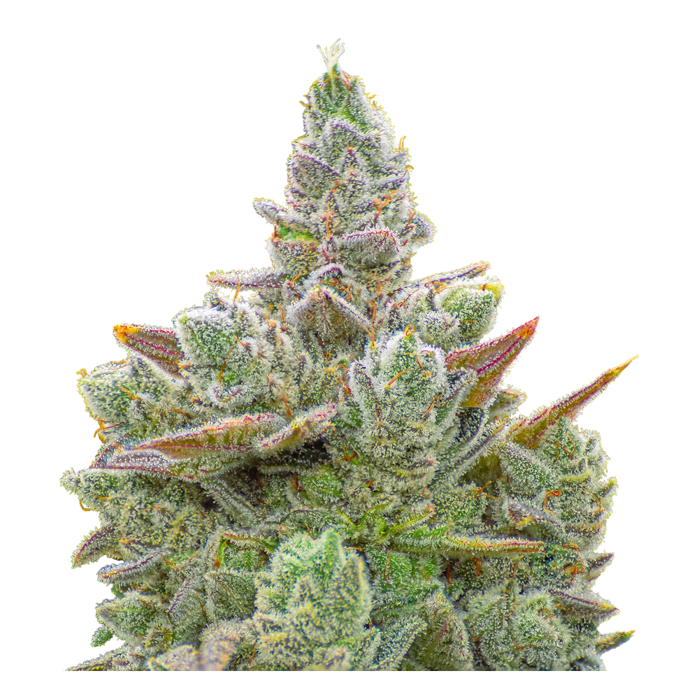 Close-up of a live Greenfields GG #4 cannabis plant in Colorado cultivation.