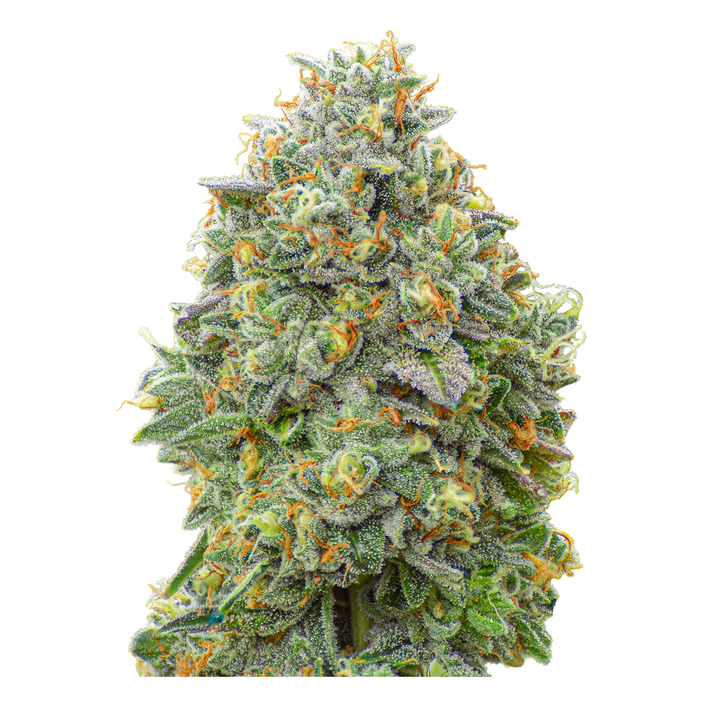 Close-up of a live Greenfields Ghost OG cannabis plant in Colorado cultivation.