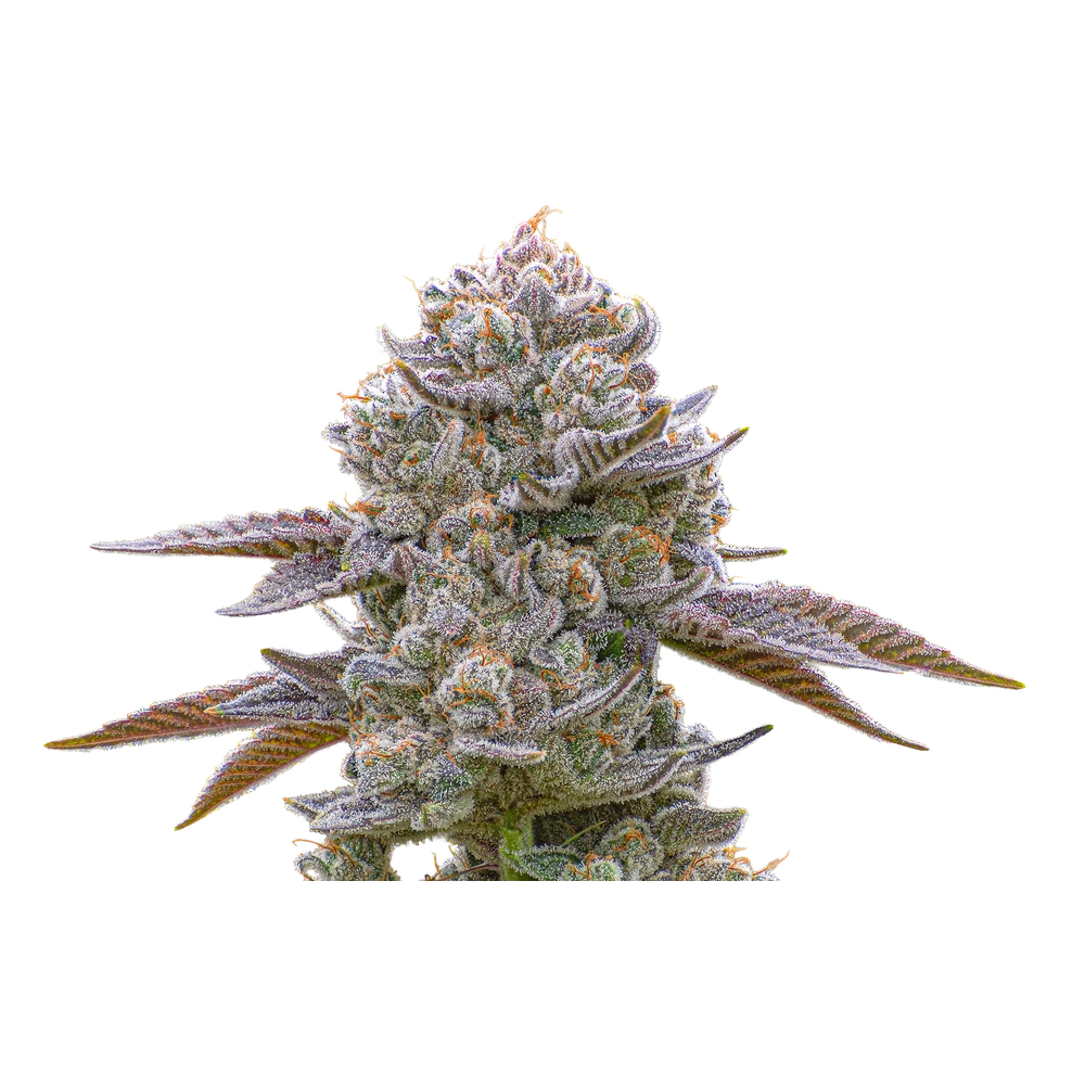 Close-up of a live Greenfields Grape Stomper cannabis plant in Colorado cultivation.