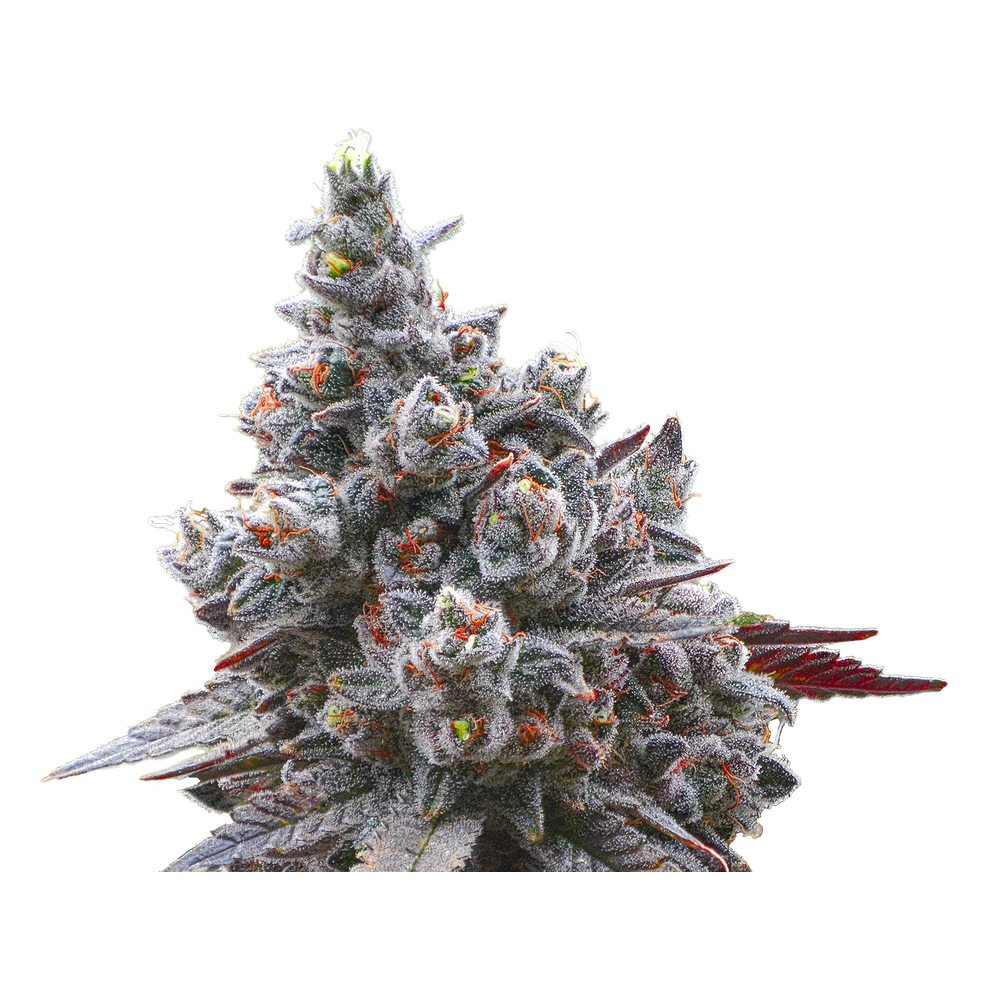 Close-up of a live Greenfields Gushcanna cannabis plant in Colorado cultivation.