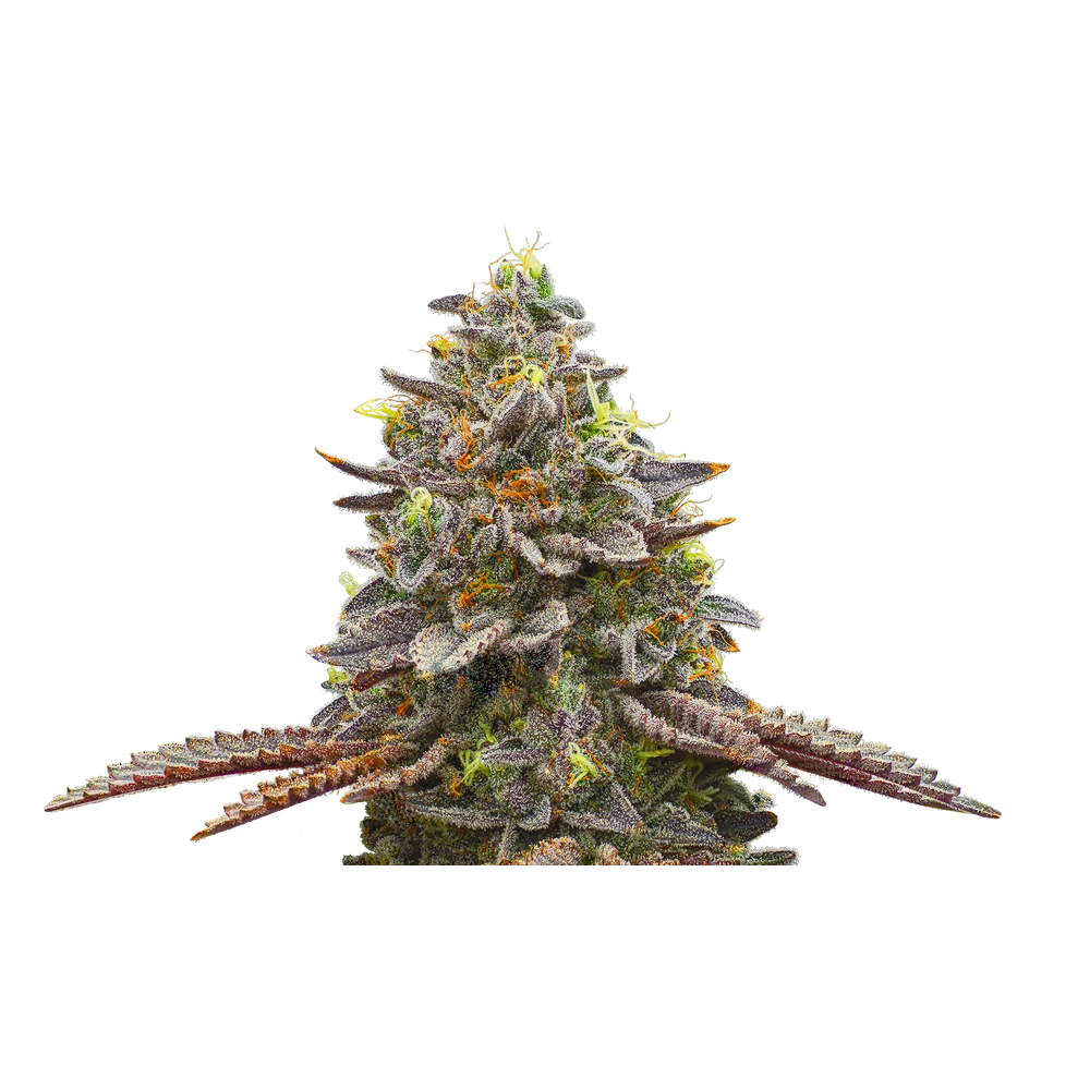 Close-up of a live Greenfields Hikari cannabis plant in Colorado cultivation.
