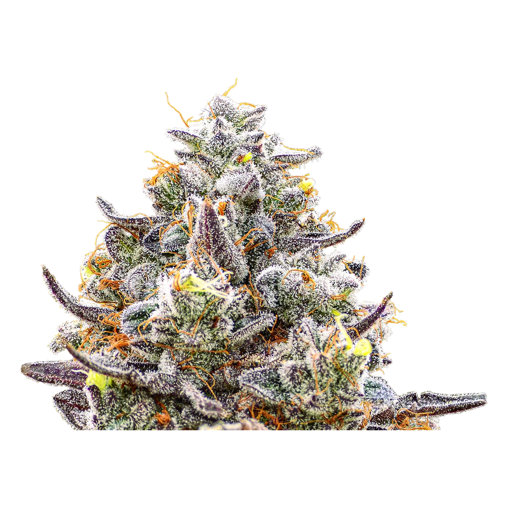 Close-up of a live Greenfields Jamaican Orange cannabis plant in Colorado cultivation.