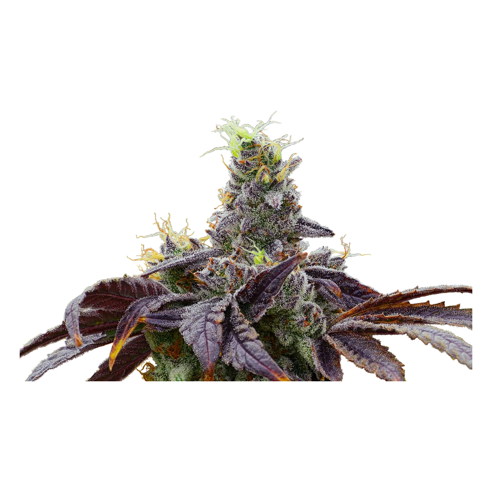 Close-up of a live Greenfields Lemon Freeze cannabis plant in Colorado cultivation.