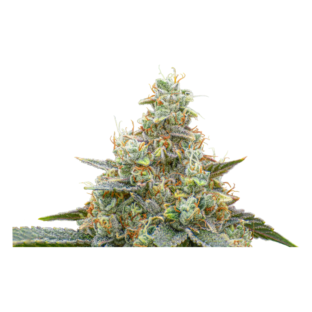 Close-up of a live Greenfields Motor Breath #15 cannabis plant in Colorado cultivation.