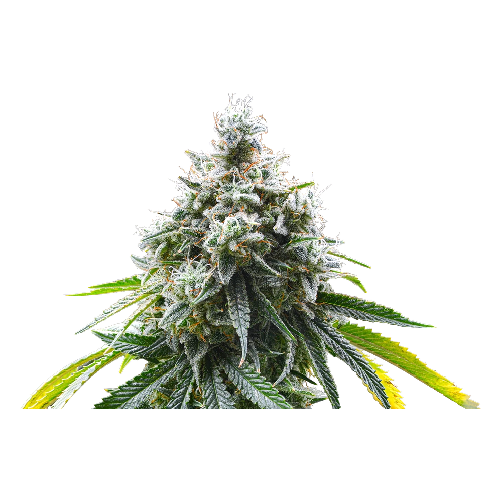 Close-up of a live Greenfields Orange Cookie Chem cannabis plant in Colorado cultivation.