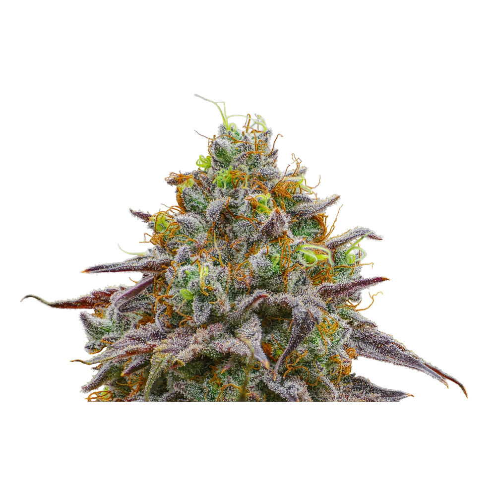 Close-up of a live Greenfields Papaya Cake cannabis plant in Colorado cultivation.