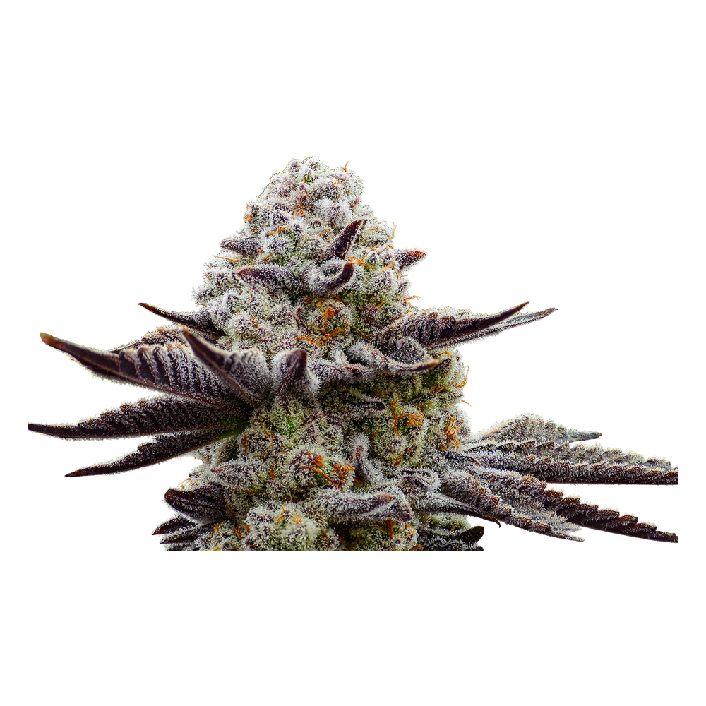 Close-up of a live Greenfields Platinum Play Girl cannabis plant in Colorado cultivation.