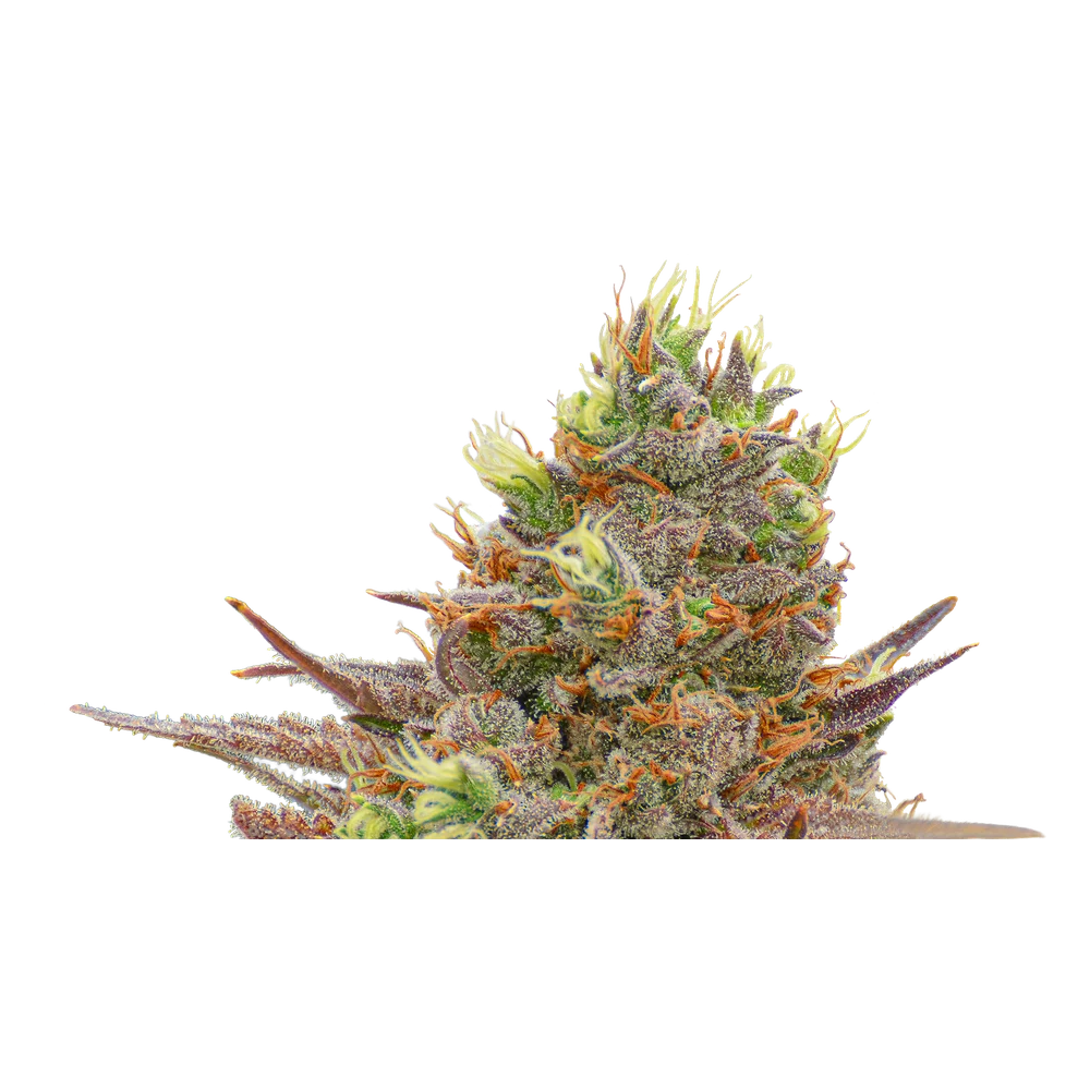 Close-up of a live Greenfields Purple Lemonade cannabis plant in Colorado cultivation.