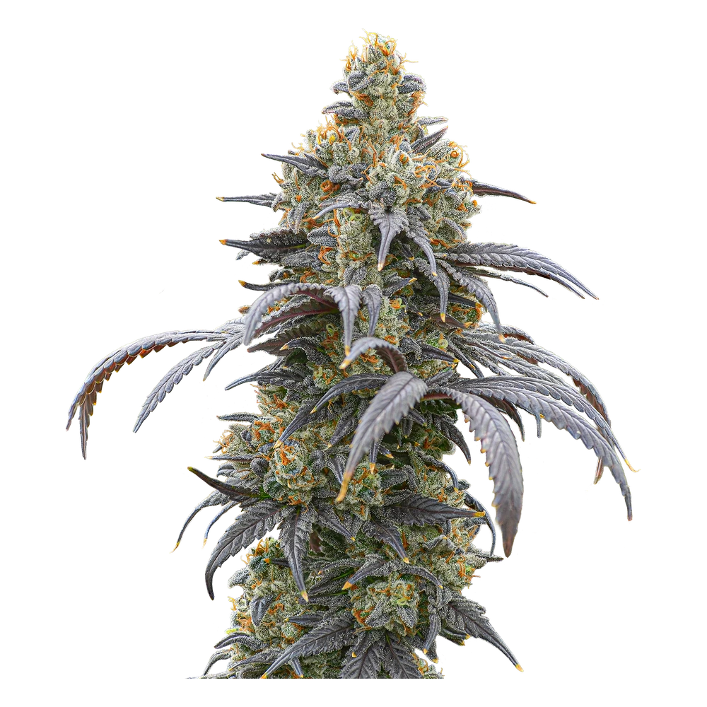 Close-up of a live Greenfields Purple Rabbi cannabis plant in Colorado cultivation.