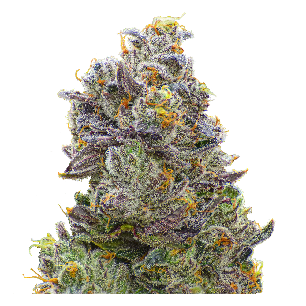 Close-up of a live Greenfields Runtz cannabis plant in Colorado cultivation.