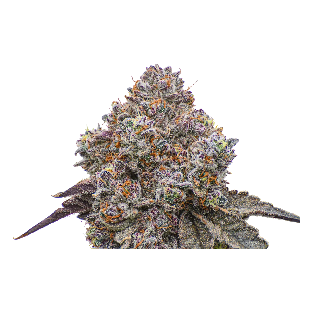 Close-up of a live Greenfields Sherb Cake Pie cannabis plant in Colorado cultivation.