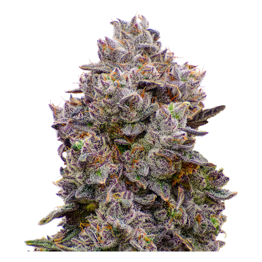Close-up of a live Greenfields Sherb Cream Pie cannabis plant in Colorado cultivation.