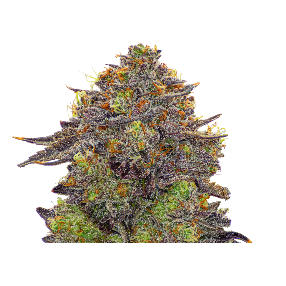 Close-up of a live Greenfields Sherbz cannabis plant in Colorado cultivation.