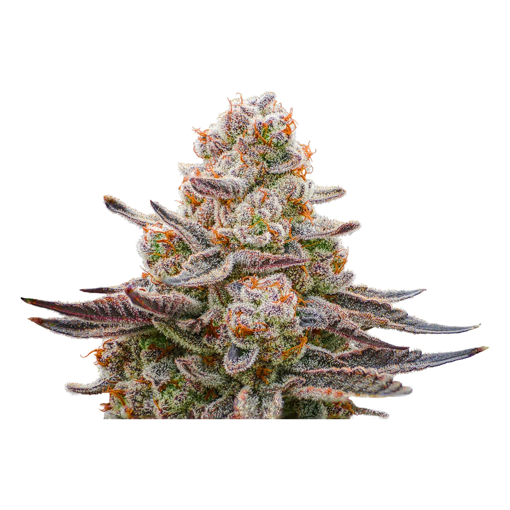 Close-up of a live Greenfields Sticky Rice cannabis plant in Colorado cultivation.