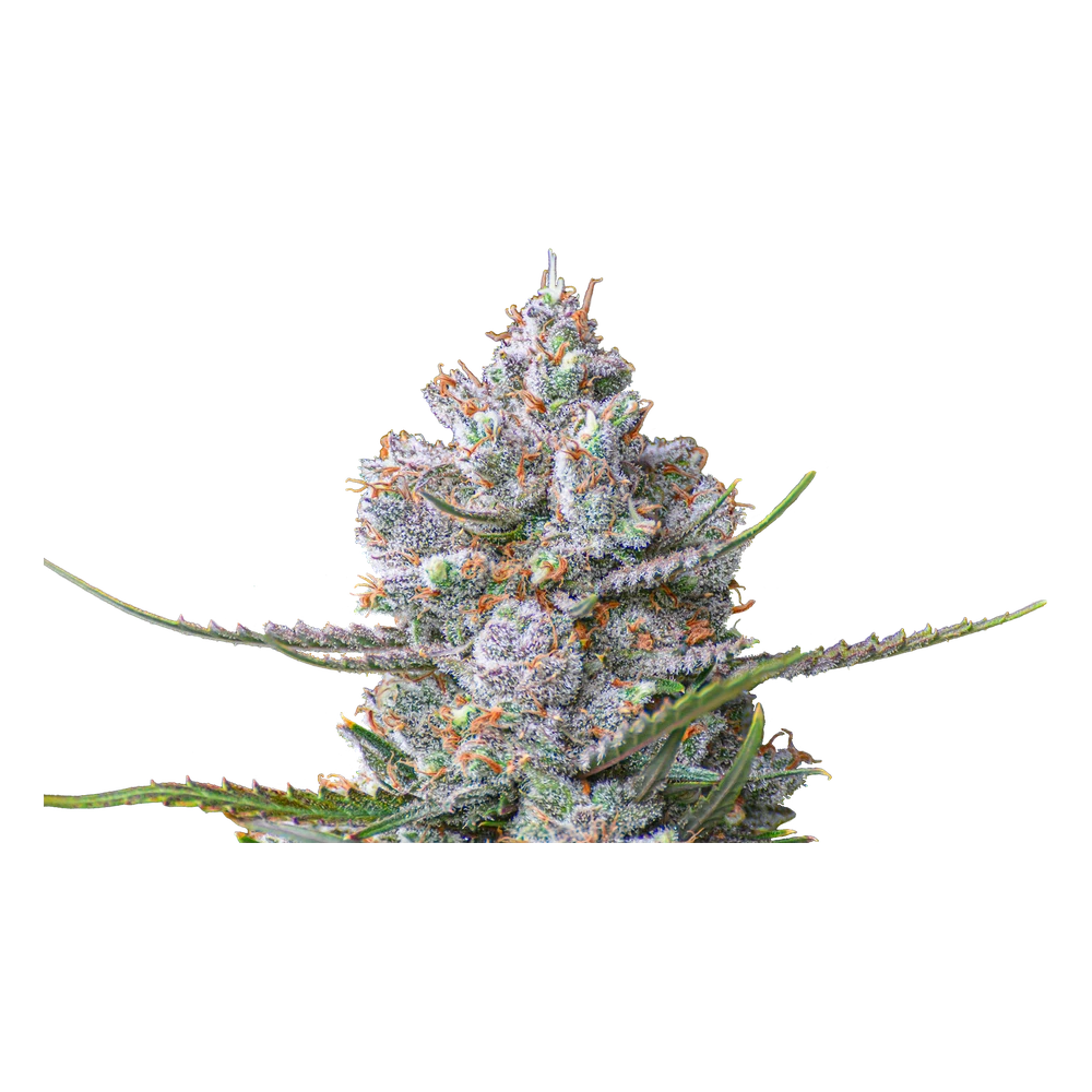 Close-up of a live Greenfields Super Lemon Haze cannabis plant in Colorado cultivation.