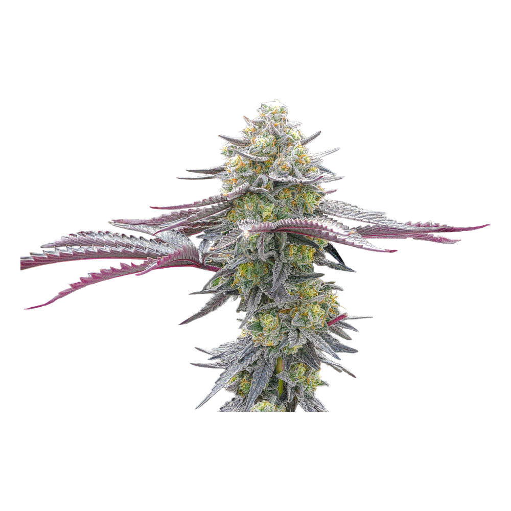 Live Greenfields Terp Daddy cannabis plant in Colorado cultivation.