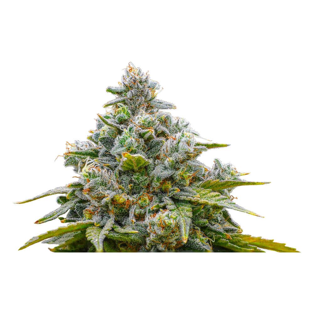 Close-up of a live Greenfields Zkittlez x Soaring Cement cannabis plant in Colorado cultivation.