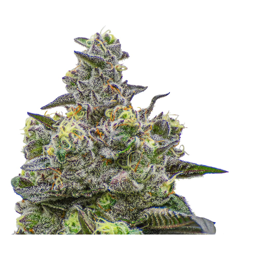 Close-up of a live Greenfields Zoy Sauce cannabis plant in Colorado cultivation.