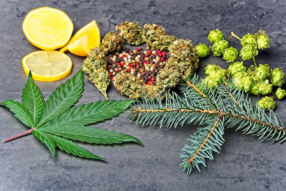 GreenfieldsCannabisCoTerpenes