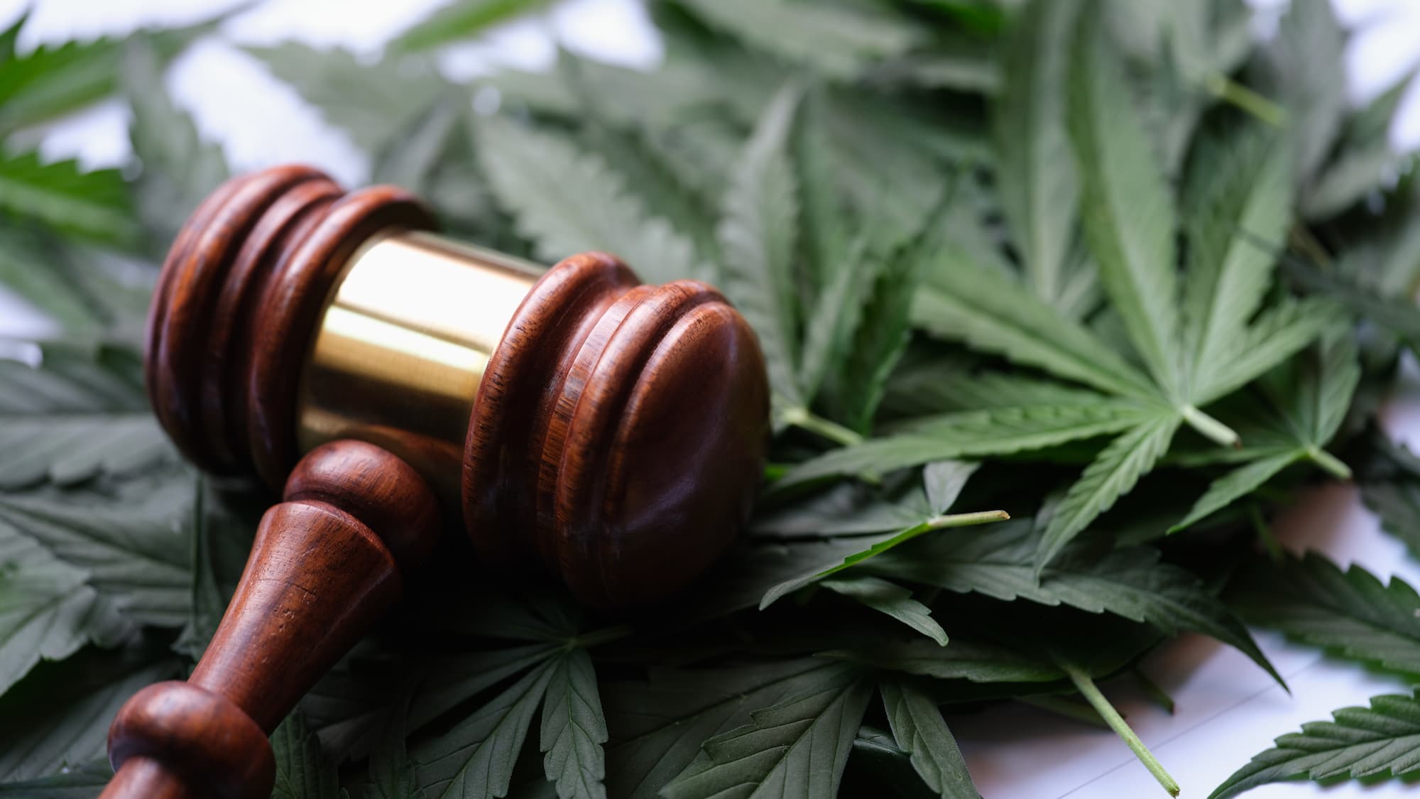 a gavel with marijuana leaves in the background