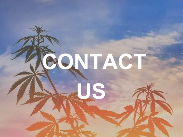 a image of marijuana leaves with the sky in the background and text reading "Contact Us"