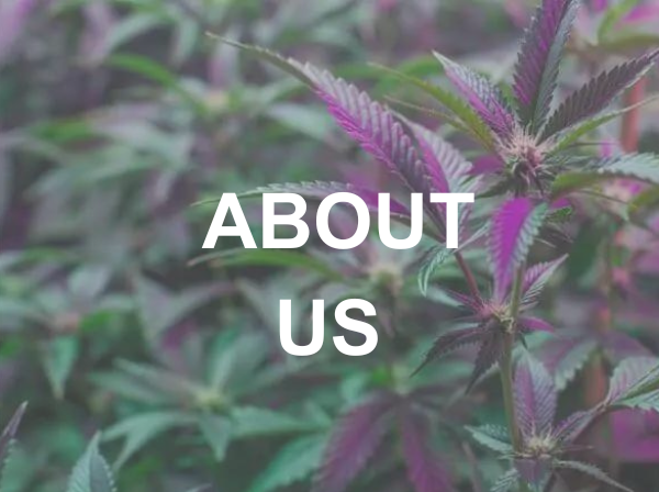 a close up image of purple marijuana leaves with the text "About Us"
