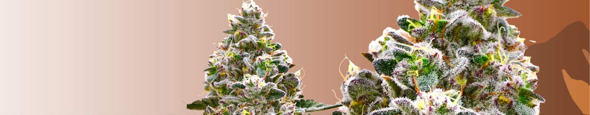 GREENFIELDS Topshelf Flower - $79* Ounce