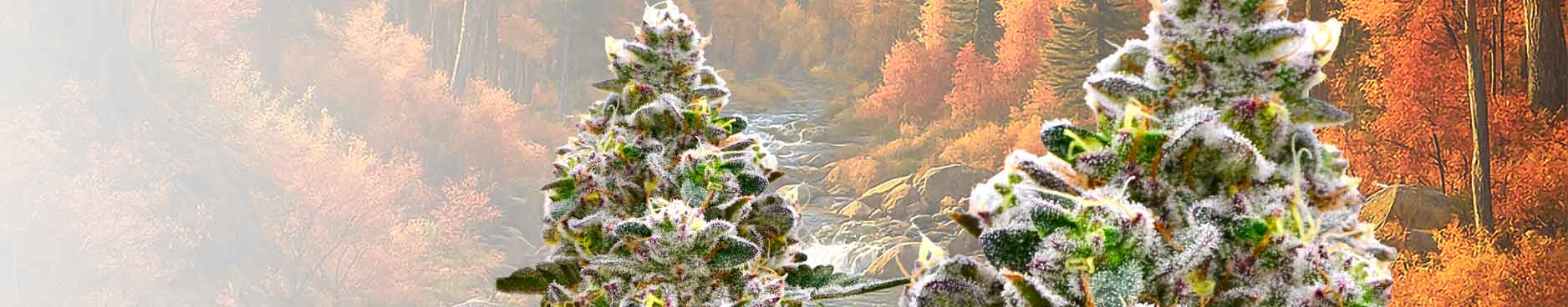 Topshelf Greenfields Ounce REC ONLY